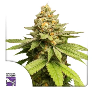 Green Papaya 1080x1080