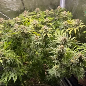 Green Papaya SSSC frosty flowers full plant