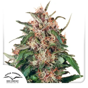 Hollands Hope Dutch Passion Seed company