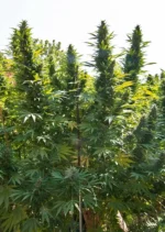 Hollands Hope Dutch Passion Seed company v2B