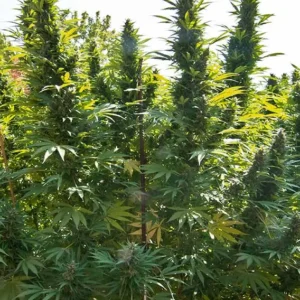 Hollands Hope Dutch Passion Seed company v2B