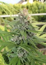 Hollands Hope Dutch Passion Seed company v2C