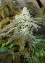 Kerosene Krash Dutch Passion Seed company v2B