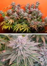 Kerosene Krash Dutch Passion Seed company v2C