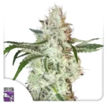 Dutch Passion Lemon O.G.