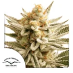 Dutch Passion Lemon Z