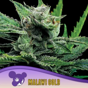 Anesia Seeds Malawi Gold – 3 Stück