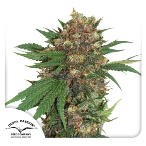 Master Kush Dutch Passion Seed company