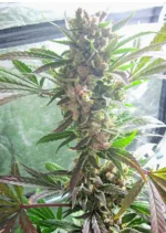 Master Kush Dutch Passion Seed company v2B