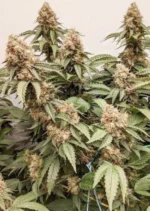 Master Kush Dutch Passion Seed company v2C