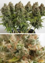 Mazar Dutch Passion Seed company v2B