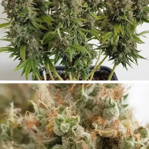 Mazar Dutch Passion Seed company v2B