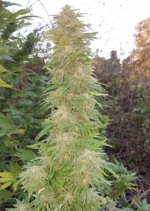 Mazar Dutch Passion Seed company v2C