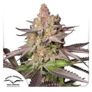 Melonade Runtz Dutch Passion 2024