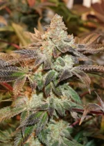 Meringue Dutch Passion Seed company v2B