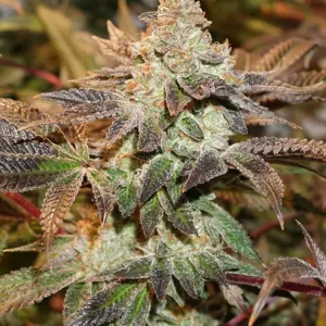 Meringue Dutch Passion Seed company v2B