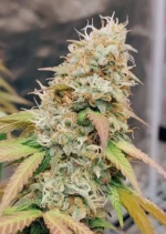 Meringue Dutch Passion Seed company v2C