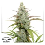 Mokums Tulip Dutch Passion Seed company