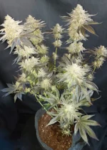 Mokums Tulip Dutch Passion Seed company V2B