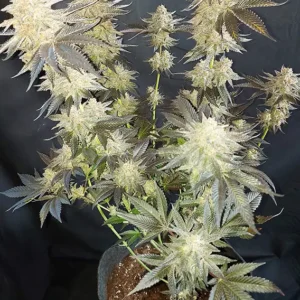 Mokums Tulip Dutch Passion Seed company V2B