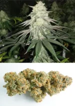 Mokums Tulip Dutch Passion Seed company V2C