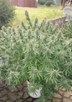 Orange Bud Dutch Passion Seed company V2B