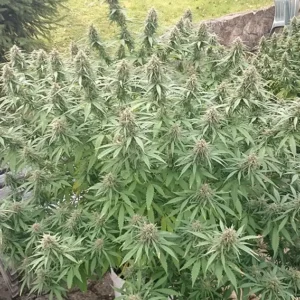 Orange Bud Dutch Passion Seed company V2B