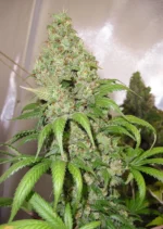 Orange Hill Special Dutch Passion Seed company v2B