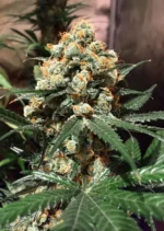 Orange Hill Special Dutch Passion Seed company v2C