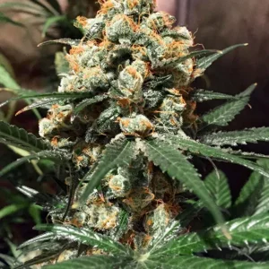 Orange Hill Special Dutch Passion Seed company v2C