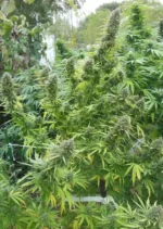 Pamir Gold Dutch Passion Seed company v2B