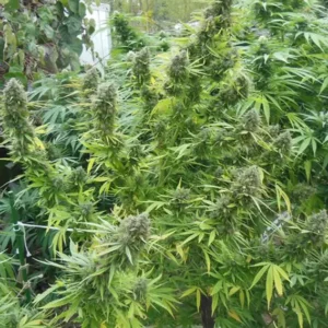 Pamir Gold Dutch Passion Seed company v2B