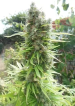 Pamir Gold Dutch Passion Seed company v2C