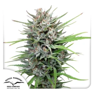 Passion 1 Dutch Passion Seed company