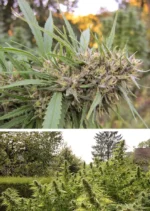 Passion 1 Dutch Passion Seed company v2B