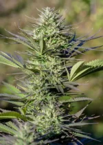 Passion 1 Dutch Passion Seed company v2C