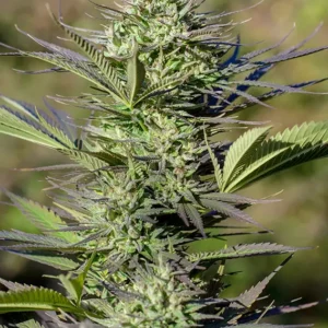 Passion 1 Dutch Passion Seed company v2C