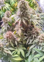 Passion Fruit Dutch Passion Seed company v2B