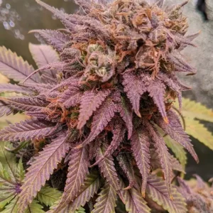 Passion Fruit Dutch Passion Seed company v2C