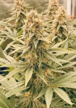 Power Plant Dutch Passion Seed company v2B