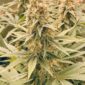 Power Plant Dutch Passion Seed company v2B