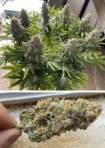 Power Plant Dutch Passion Seed company v2C