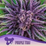 Anesia Seeds Purple Thai - 3 Stück
