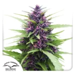 Shaman Dutch Passion Seed company