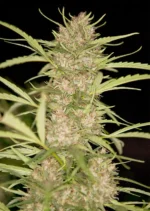 Shaman Dutch Passion Seed company V2B