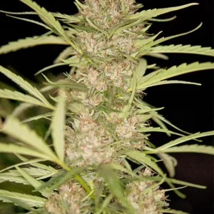 Dutch Passion Shaman