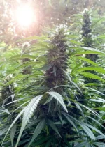 Shaman Dutch Passion Seed company V2C