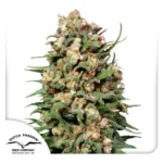 Skunk 1 Dutch Passion Seed company