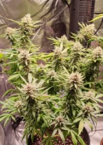 Skunk 1 Dutch Passion Seed company V2B