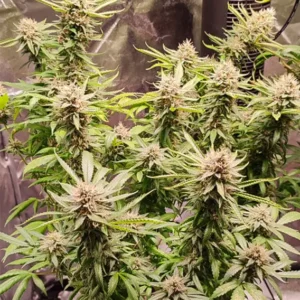 Dutch Passion Skunk #1 Regular
